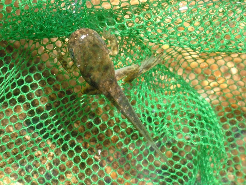 Pelophylax sp. (Sardegna)